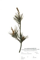 藏品(臺灣華山松)的圖片